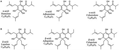 Spent Craft Brewer's Yeast Reduces Production of Methane and Ammonia by Bovine Rumen Microbes